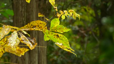 Brown-speckled-green-and-yellow-leaves-beathing-in-sunlight-after-rainfall,-small-drops-still-falling-on-the-leaves-from-branches-above