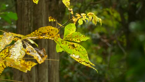 hojas marrones verdes y amarillas moteadas que golpean a la luz del sol después de la lluvia, pequeñas gotas siguen cayendo sobre las hojas de las ramas de arriba