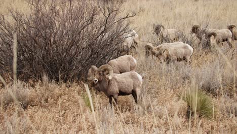 Herd-of-bighorn-sheep-grazing-at-Garden-of-the-Gods,-Colorado-Springs,-in-dry-brushland