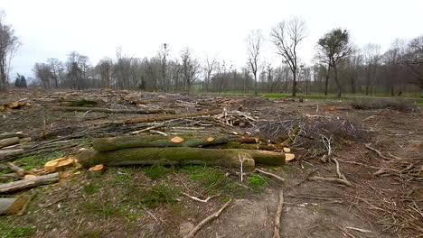 Felling-site---felled-trees,-sawn-logs,-branches-and-sawdust,-aerial-view