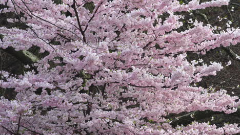 central park, a haven of nature in new york city