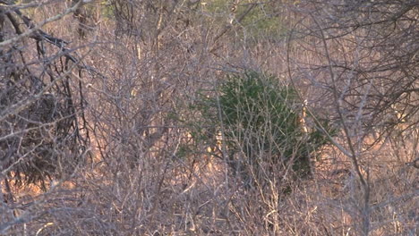 pack of african wild dogs hunting in evening light party hidden by dry bushes