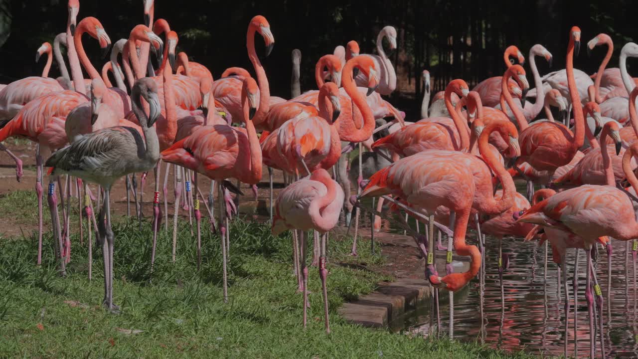 Crowded flock of flamingos feeding and standing in pond