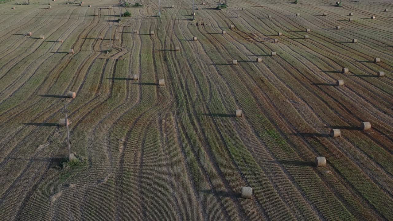 수확 된 여름 끝 작물, aeria에 많은  롤