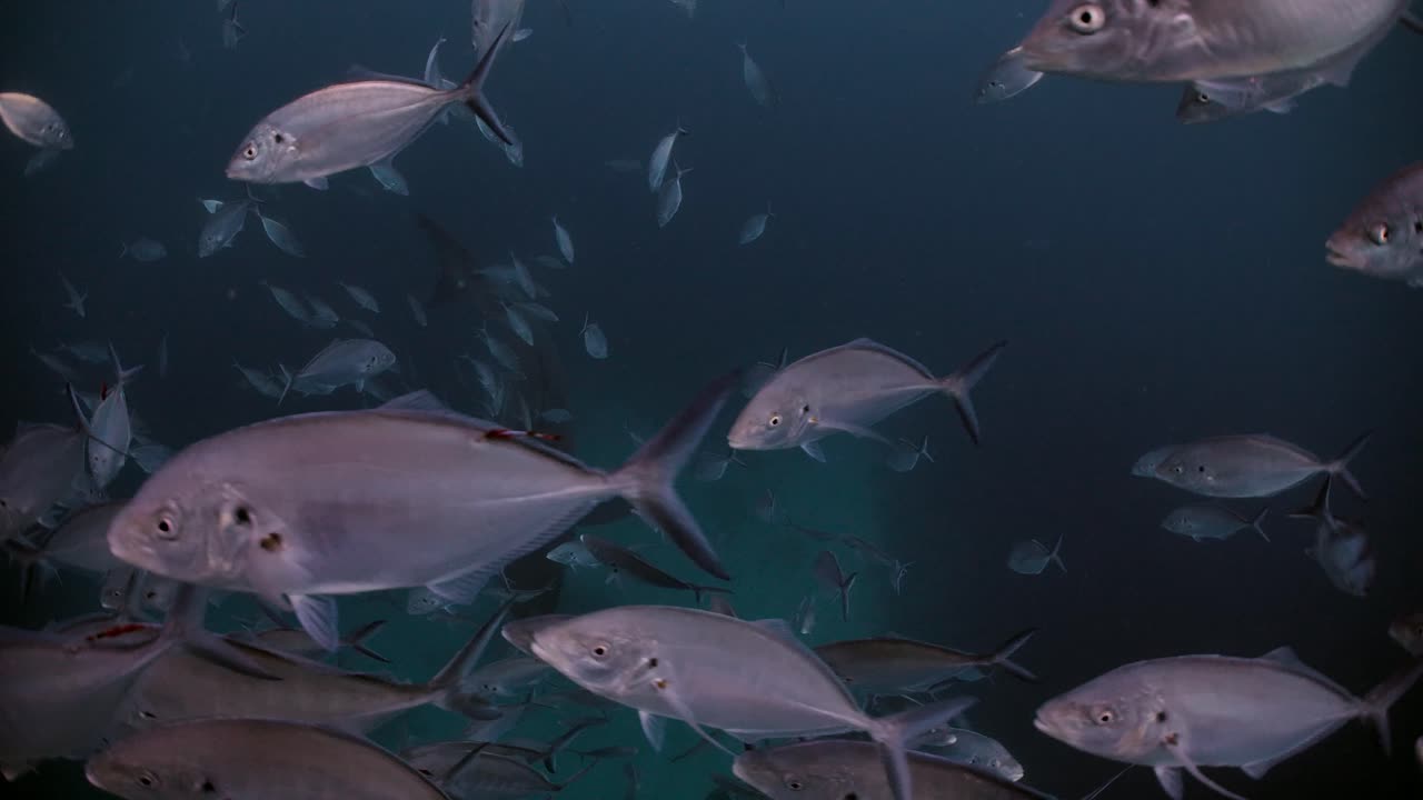 gran tiburón blanco carcharodon carcharias islas neptuno sur de australia 4k cámara lenta 50fps