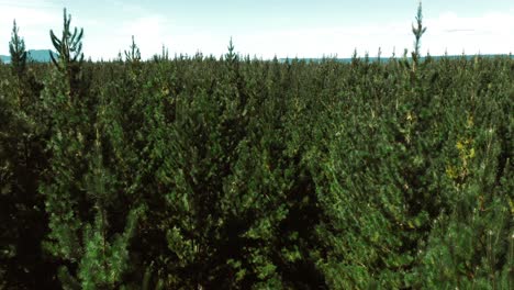 Parte-Superior-Del-Bosque-De-Pinos-De-Hoja-Perenne,-Dosel-Verde-Natural-En-El-Bosque,-Aéreo