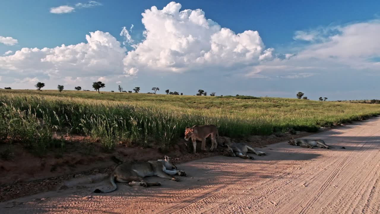Stunning Kalahari landscape with a pride of lions on a dirt road, huge cumulonimbus rain clouds and green grass during the rainy season