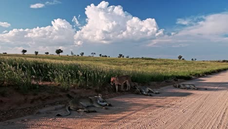 stunning kalahari landscape with a pride of lions on a dirt road, huge cumulonimbus rain clouds and green grass during the rainy season