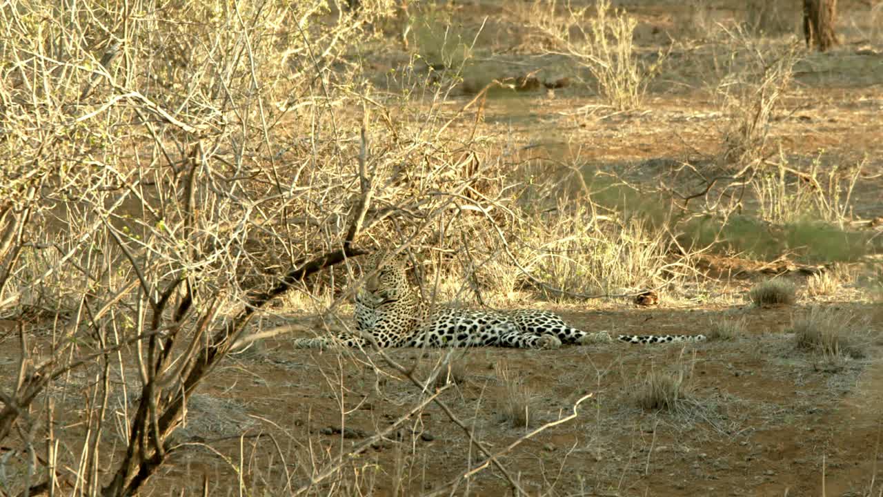 leopardo acostado en la sabana del parque natural de tsavo en kenia