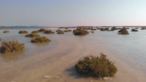 dron aéreo de baja altitud volando sobre aguas claras y poco profundas del océano y plantas marinas