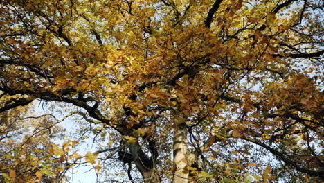 Slow-motion-shot-of-autumn-leaves-falling