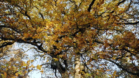 toma en cámara lenta de hojas de otoño cayendo