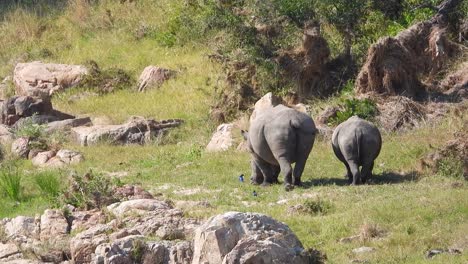 a adult female rhinoceros and her calf grazing