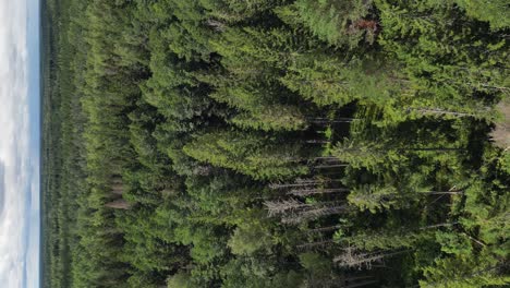 formato vertical: sobrevuelo aéreo del denso bosque boreal verde, naturaleza