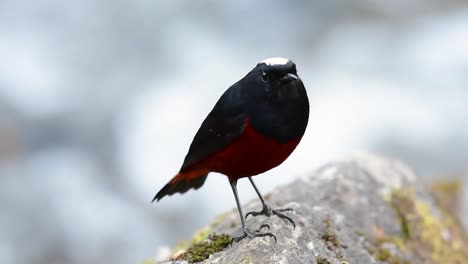 el colirrojo de cabeza blanca es conocido por su hermosa corona blanca, alas de color azul oscuro negruzco y marrón debajo de las plumas y su cola comienza con rojo