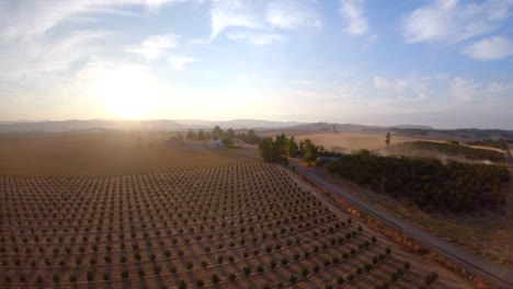 Granja-De-Avellanas-Desde-Arriba-Durante-La-Puesta-De-Sol