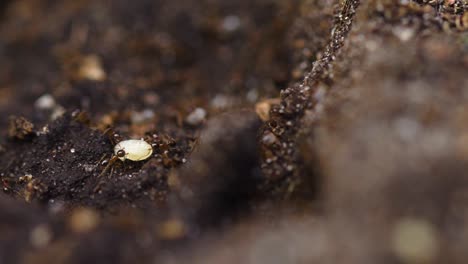 close up macro view of red ants hill