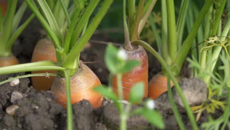 close up slide of growing orange carrots under fresh soil in nature during sunny day