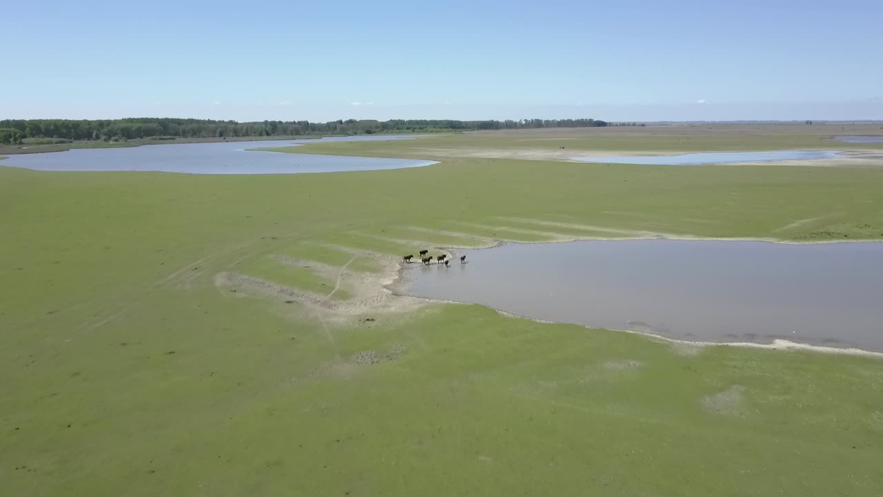 국립 공원 oostvaarders plassen, flevoland, 네덜란드에 있는 지옥 소의 공중 전망