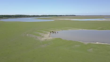 Aerial-view-of-Heck-cattle-in-National-Park-Oostvaarders-plassen,-Flevoland,-the-Netherlands