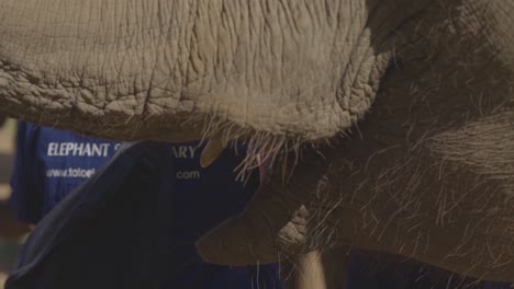 portrait shot of female volunteer feeding elephant with bananas, chiang mai