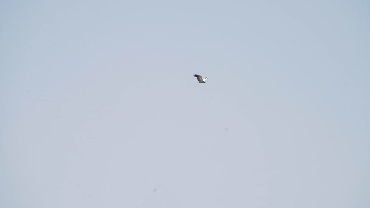 남아프리카 공화국의 구름 없는 하늘 높이 나는 케이프 독수리