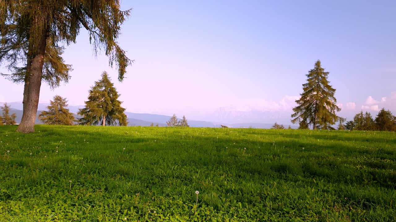 alerces en un prado en lo alto de una montaña