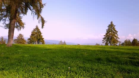 alerces en un prado en lo alto de una montaña