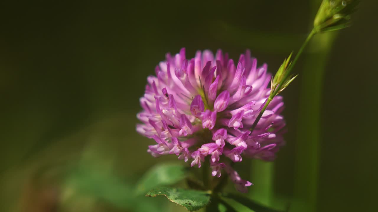 hermosa flor morada en el sol
