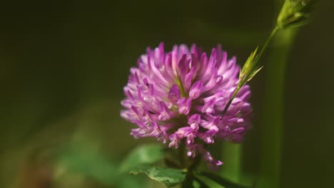 Hermosa-Flor-Morada-En-El-Sol