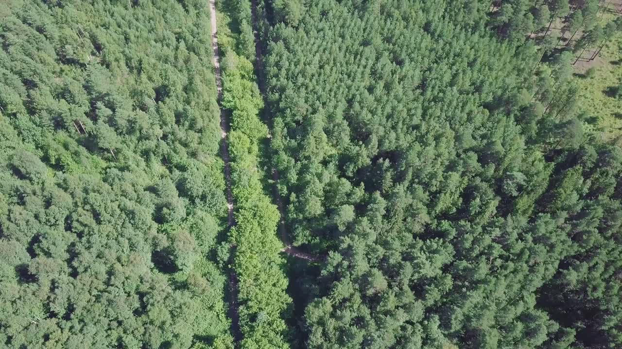 vista aérea de un bosque con un camino