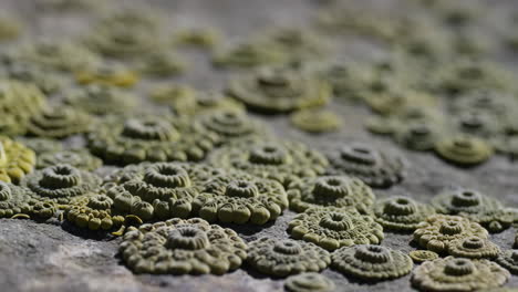 close-up of circular lichen or fungus growth on a surface