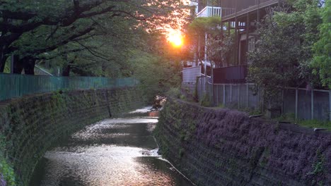 En-Muchos-Barrios-De-Tokio-Hay-Numerosos-Rios,-Llenos-De-Animales-Y-Naturaleza