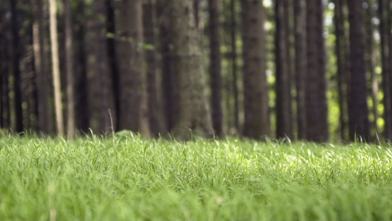 Close-up of Green Grass Blowing in the Wind