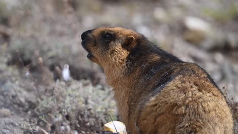 closeup of  long-tailed marmot or golden marmot