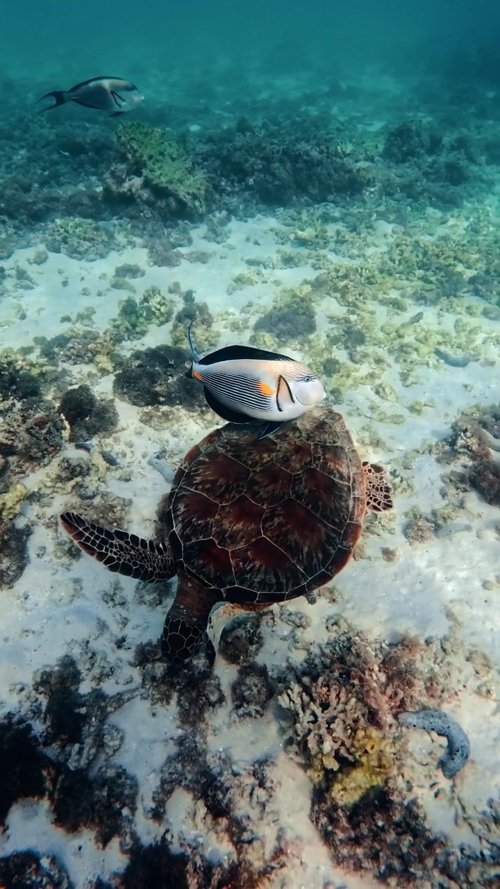 Turtle swims in the sea undisturbed