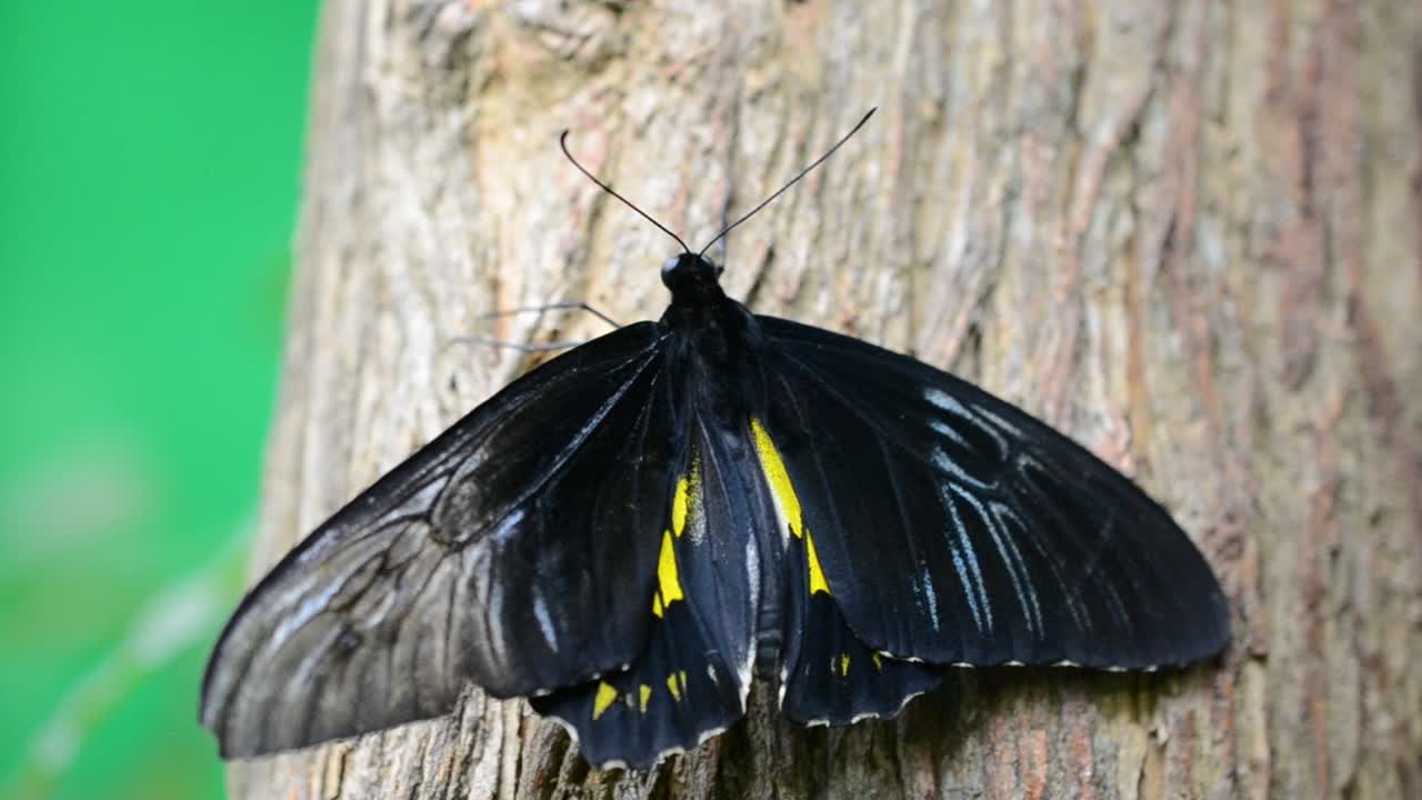 farfalla
