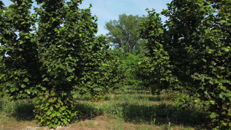 Hazelnut agriculture organic cultivation field, farming in Langhe, Piedmont Piemonte Italy