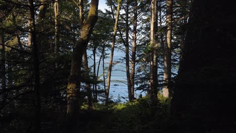 Tiro-Inclinado-Que-Revela-La-Hermosa-Costa-Del-Pacífico-A-Través-De-Un-Bosque-De-árboles-Y-Follaje-Verde-De-Una-Caminata-A-La-Tercera-Playa-En-Horquillas,-Washington-En-Una-Cálida-Mañana-Soleada