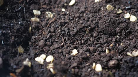 planting seeds in soil