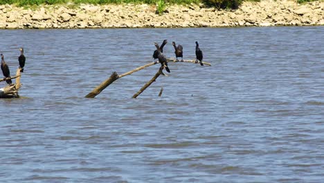 varios cormoranes peleando en una rama en el lago texoma en el refugio nacional de vida silvestre hagerman