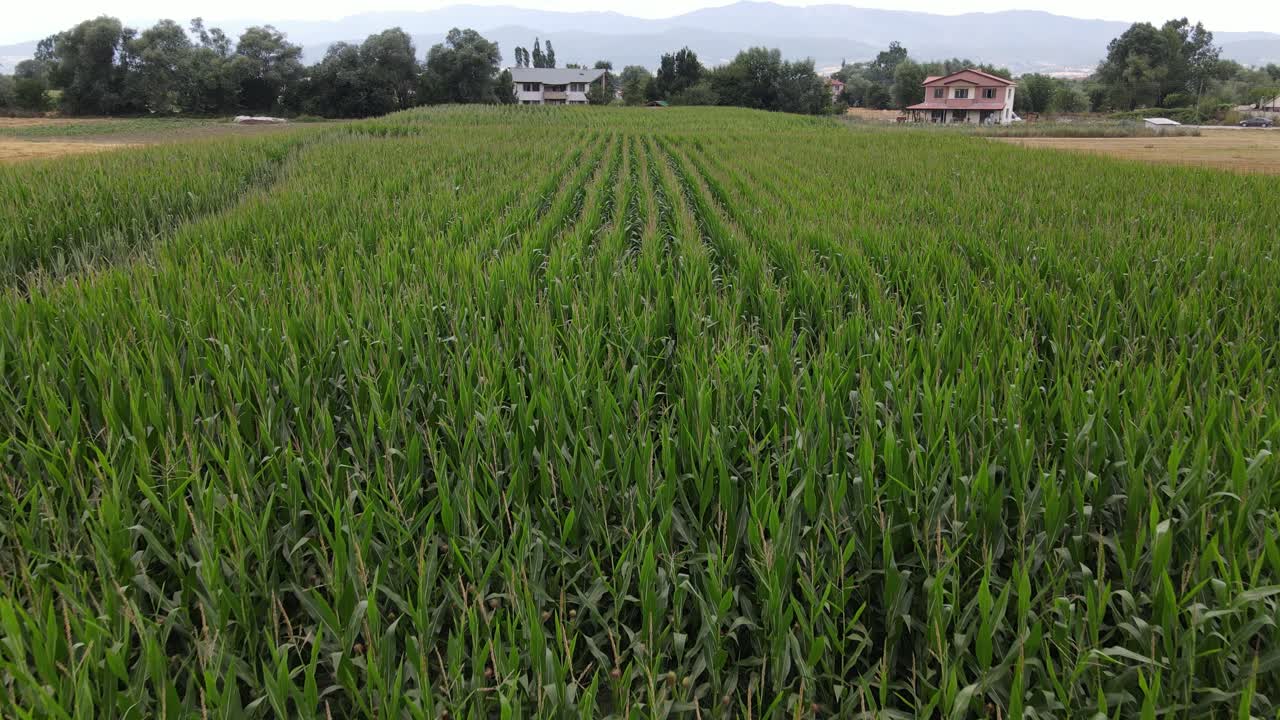campo de maíz rural abejón aéreo