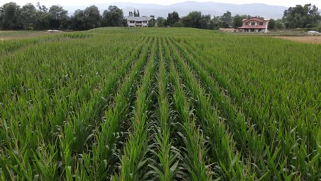 Corn-Field-Rural-Aerial-Drone