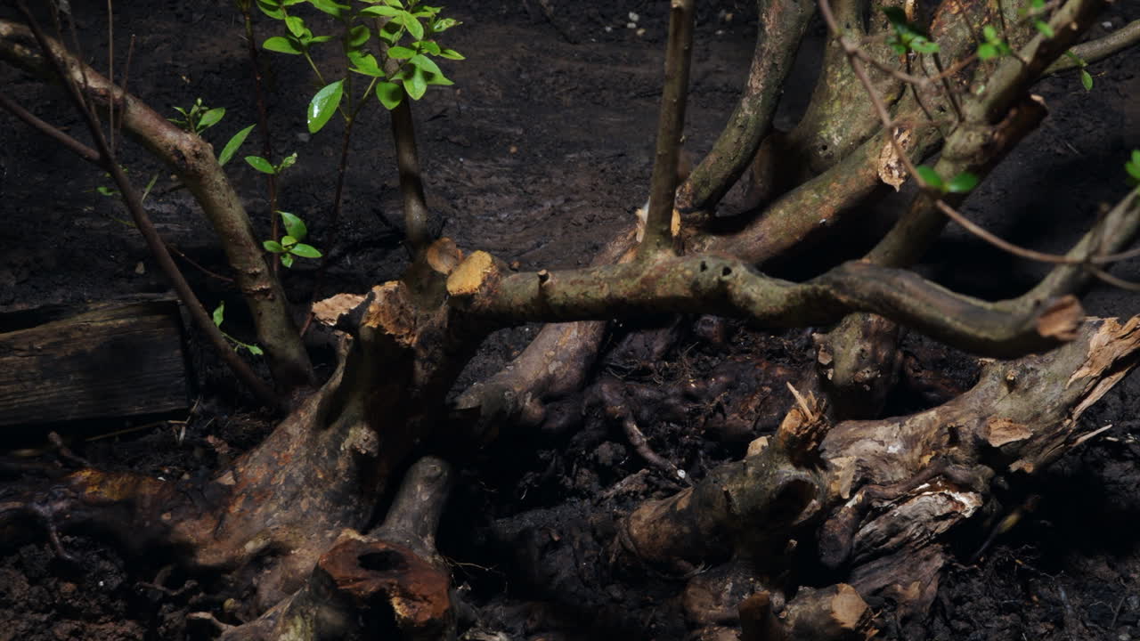 Garden slugs crawl on and near an azalea bush at night in time-lapse motion
