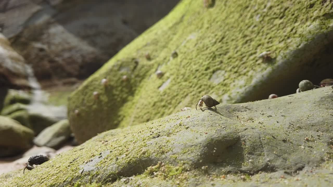 썰물 때 안다만의 외딴 해변에서 조개 껍질에 들어 있는 게 떼가 태양 아래 바위 주위를 움직입니다.