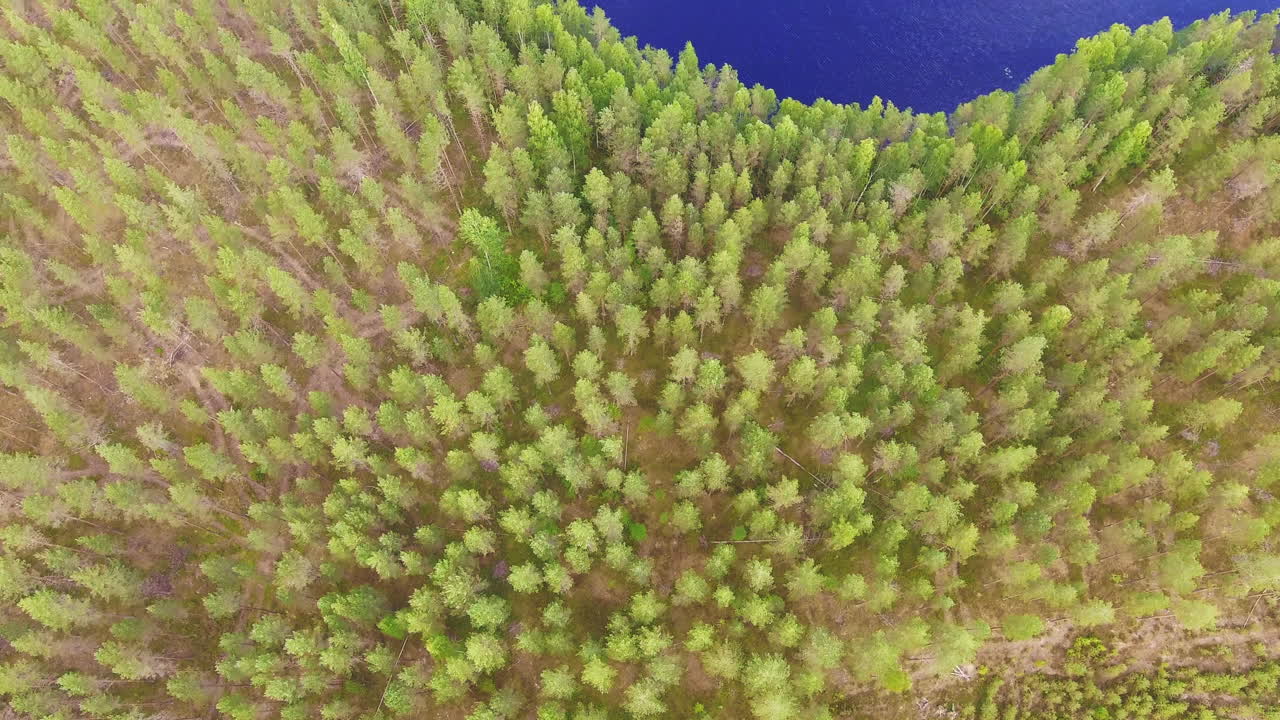 video de drones de un bosque de coníferas y un lago