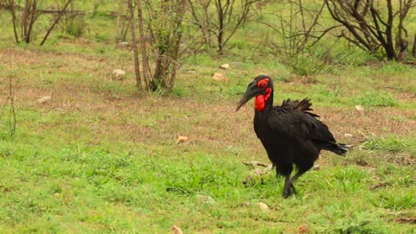 Toma-Panorámica-De-Un-Cálao-Terrestre-Del-Sur-Caminando-Y-Cruzando-Un-Camino-De-Tierra-En-El-Parque-Nacional-Kruger