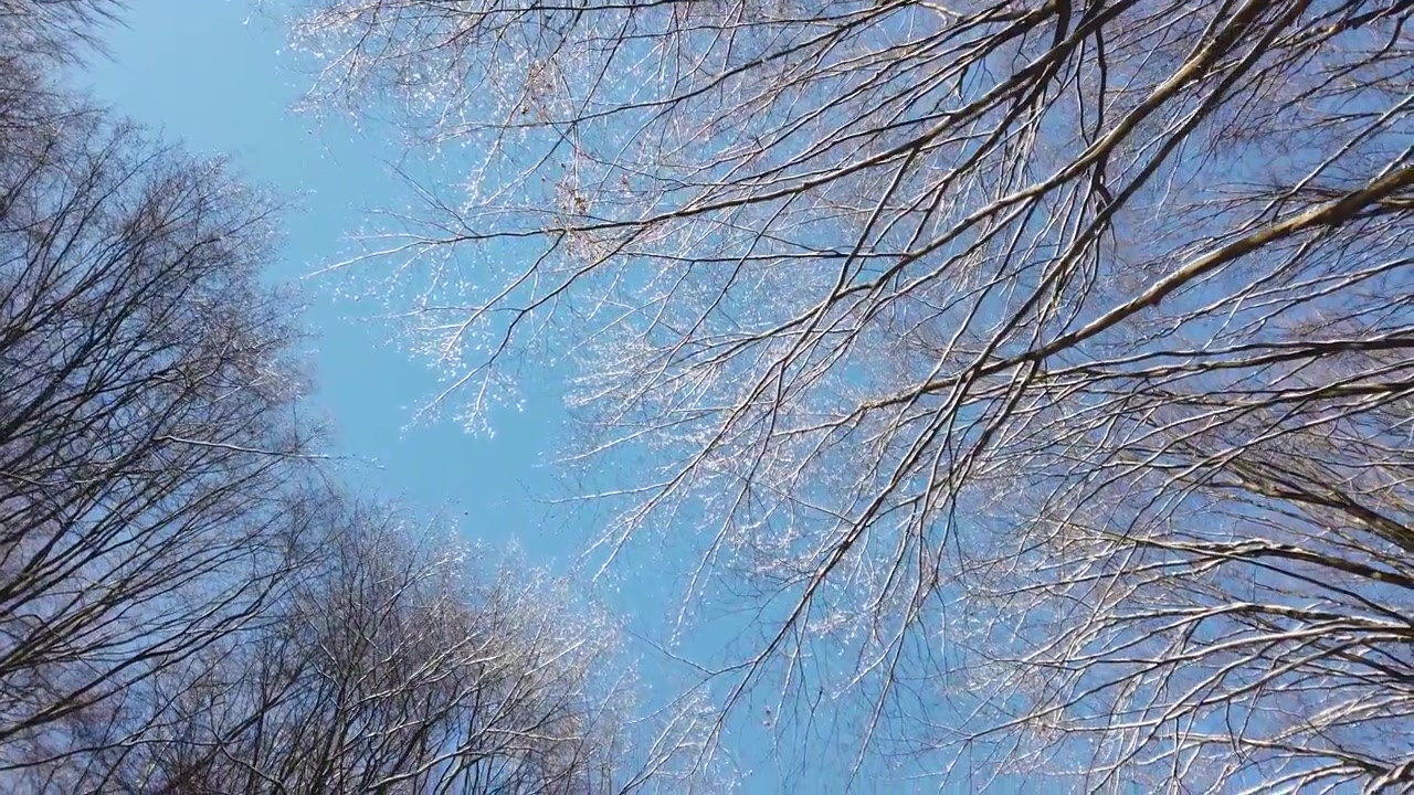 空を背景にした木の枝。冬の撮影。