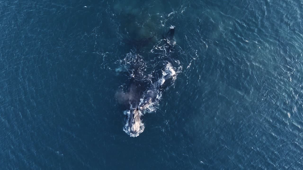 파타고니아의 잔잔한 표면에서 평화롭게 수영하는 두 마리의 고래 어미와 송아지 - 공중 탑 뷰 느림