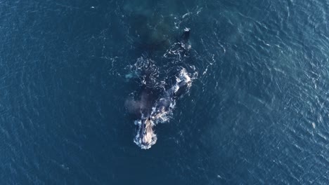 dos ballenas madre y cría nadando pacíficamente en la tranquila superficie de la patagonia - vista aérea en cámara lenta